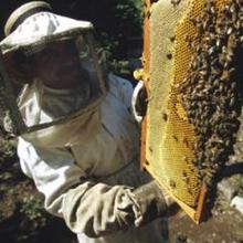 Reportage : L'apiculture