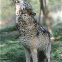 Visite du Parc des Loups de Chabrières - Lecture - REPORTAGES pour enfant - Fiches pédagogiques sur les animaux
