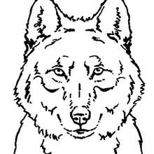 Coloriage d'une tête de loup