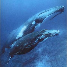 Les baleines - Lecture - REPORTAGES pour enfant - Fiches pédagogiques sur les animaux