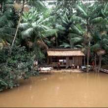 Reportage : La forêt d'Amazonie