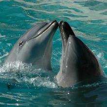 Les dauphins - Lecture - REPORTAGES pour enfant - Fiches pédagogiques sur les animaux