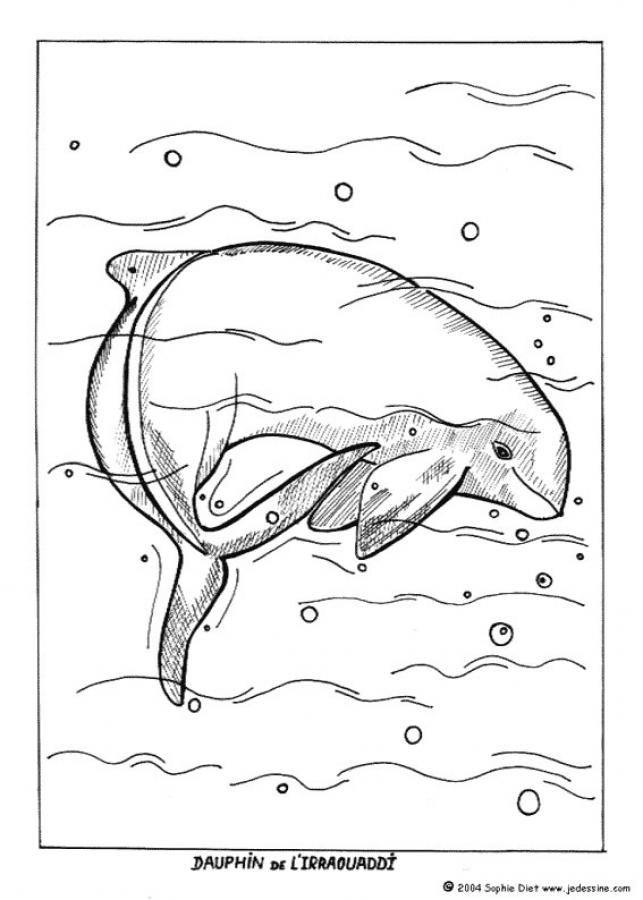 Coloriages coloriage d un dauphin de l irraouaddi fr coloriage d un dauphin de l irraouaddi