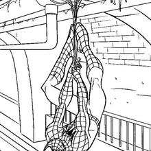 Coloriage : Spiderman à l'envers