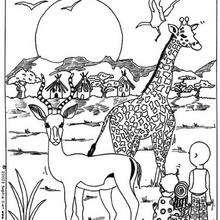 Coloriage : Girafe d'Afrique