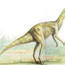 Le Velociraptor - Lecture - REPORTAGES pour enfant - Fiches pédagogiques sur les animaux