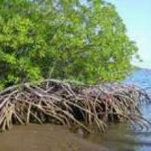 Reportage : Les mangroves