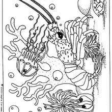 Coloriage d'une méduse