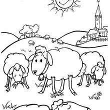 Coloriage de moutons
