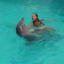 Reportage : Nager avec les dauphins