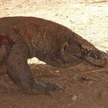Reportage : Visite de l'île des dragons du Komodo