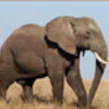 Fais connaissance avec le plus gros animal terrestre: l'éléphant !