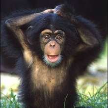 Le chimpanzé : l’animal qui ressemble le plus à l’homme. - Lecture - REPORTAGES pour enfant - Fiches pédagogiques sur les animaux