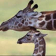 Dossier découverte sur la Girafe.