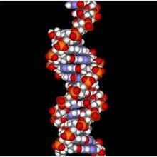 Reportage : L'ADN et la génétique