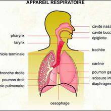 Reportage : Les poumons