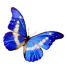 L'histoire du papillon rose et du papillon bleu
