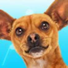 La Beat BOX de Papi le Chihuahua de Beverly Hills - Jeux - Jeux films et dessins animés