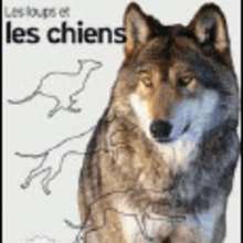 Livre : Les loups et les chiens