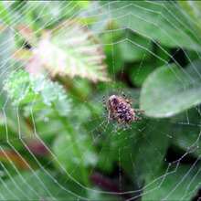 Reportage : L'araignée