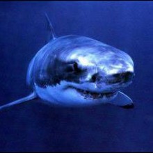 Reportage : Le grand requin blanc