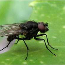 La mouche - Lecture - REPORTAGES pour enfant - Fiches pédagogiques sur les animaux - Dossier sur les insectes