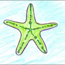 Dessiner une étoile de mer - Dessin - Apprendre à dessiner - Dessiner des poissons