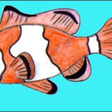 Dessiner un poisson-clown - Dessin - Apprendre à dessiner - Dessiner des poissons