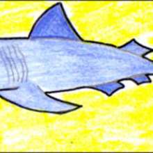 Dessiner un requin - Dessin - Apprendre à dessiner - Dessiner des poissons
