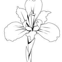 Coloriage d'un iris