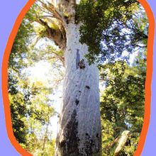 Reportage : Les arbres Kauris de Nouvelle-Zélande