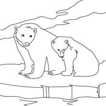 Coloriage d'un ours et son petit sur la banquise