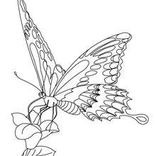 Coloriage : Papillon posé sur une fleur
