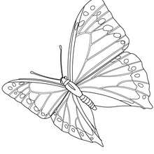Coloriage : Papillon en plein vol