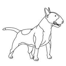Coloriage de chien : Bull terrier