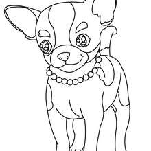 Coloriage de chien : Chihuahua