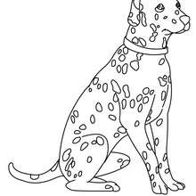 Coloriage de chien : Dalmatien