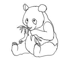 PANDA à colorier - Coloriage - Coloriage ANIMAUX - Coloriage ANIMAUX d'ASIE et OCEANIE - Coloriage PANDA