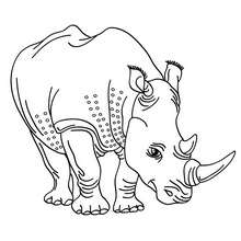 Coloriage d'un rhinocéros blanc