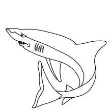 Coloriage d'un requin blanc - Coloriage - Coloriage ANIMAUX - Coloriage ANIMAUX MARINS - Coloriage REQUIN
