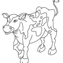 Coloriage d'une vache normande