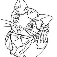 Coloriage : Bébé chat avec un collier