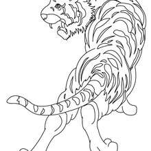 Coloriage : Tigre à colorier