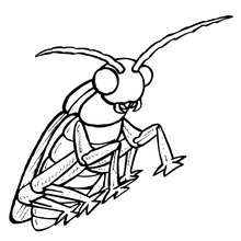 Coloriage CANTHARIDE - Coloriage - Coloriage ANIMAUX - Coloriage INSECTE - Coloriages Insects&Co