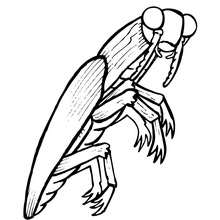 Coloriage ELATER - Coloriage - Coloriage ANIMAUX - Coloriage INSECTE - Coloriages Insects&Co