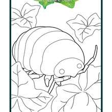 Coloriage : Insecte géant dans Arrietty