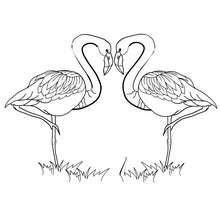 Coloriage couple flamants roses