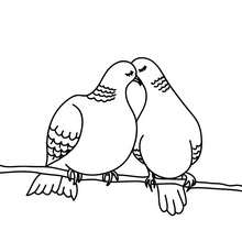 Coloriage pigeons amoureux à imprimer - Coloriage - Coloriage FETES - Coloriage SAINT VALENTIN - Coloriage COUPLE DE LA SAINT VALENTIN