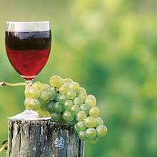 Comment le vin est-il fabriqué ? - Activités - TRUCS ASTUCES - Fiches pratiques