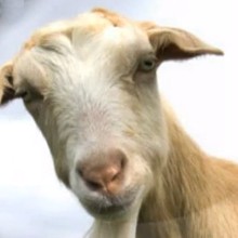La chèvre - Vidéos - Vidéos de DESSINS ANIMES - Vidéos LES AMIS DE SCOOBY